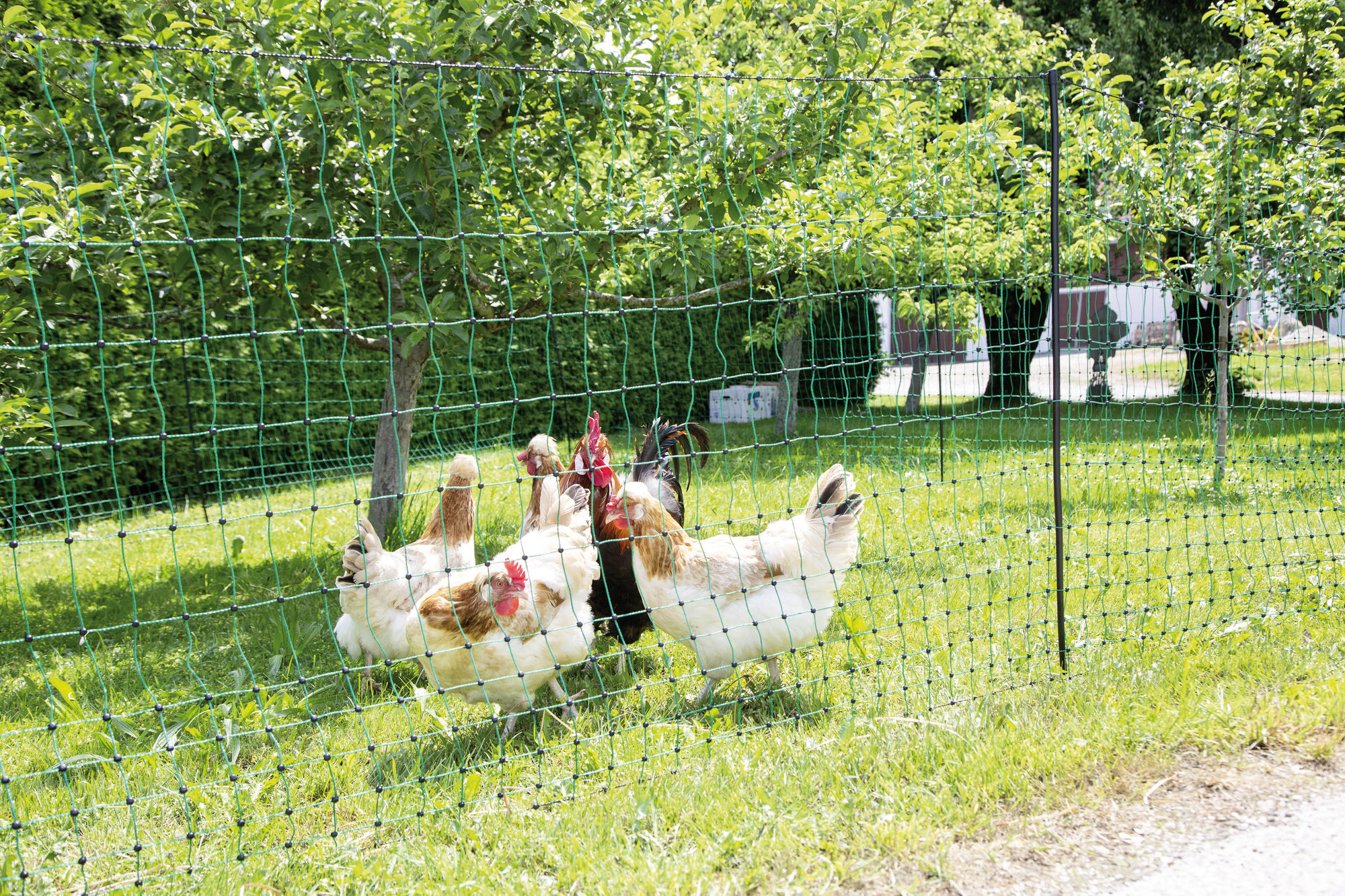 PoultryNet grün, nicht elektrifizierbar